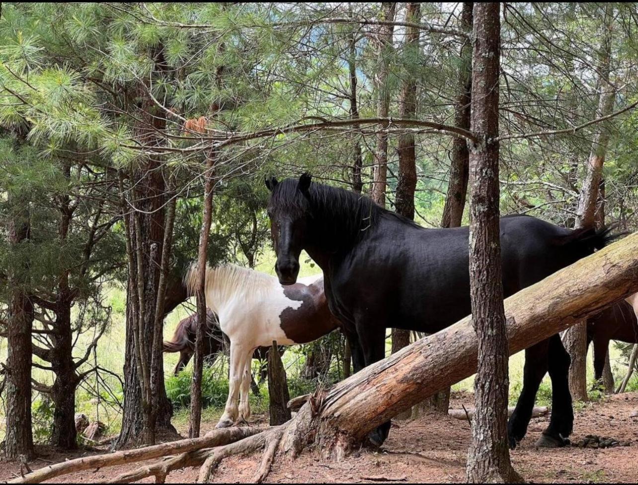 Almost Heaven Waldens Creek ภายนอก รูปภาพ